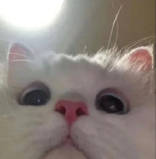 angel by @fStikBot - кошки малого и среднего размера