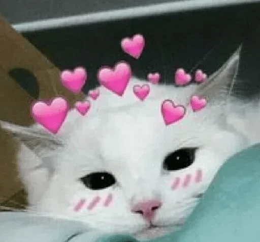 pink small to medium-sized cats felidae