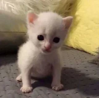 Стикер 🤍🏹🛁 @angelstick - 9