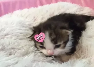 Стикер 🤍🏹🛁 @angelstick - 10