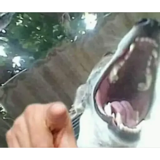 Sticker animalespack1 - 1