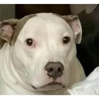 Стикер animales - 7