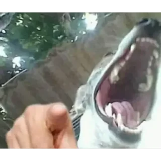 Стикер animales - 5