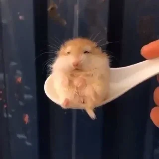 Sticker Animal mem @anime4_arts - 5