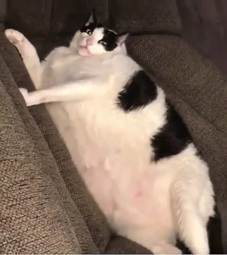 small to medium-sized cats cat domestic cat