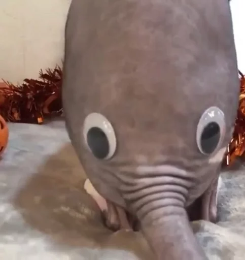 mammal cartoon elephant