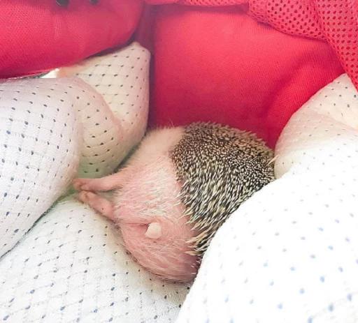 comfort hedgehog laying