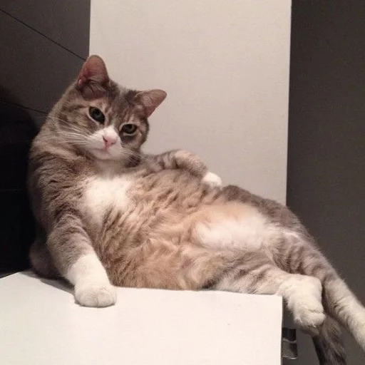 Стикер animalsaregoingtoeaturbrain - 1