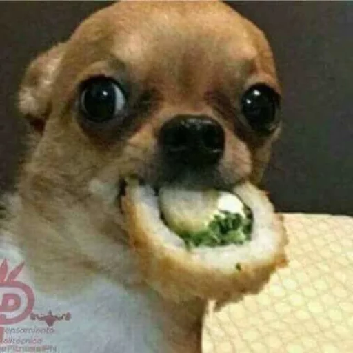 Sticker animalsaregoingtoeaturbrain - 1