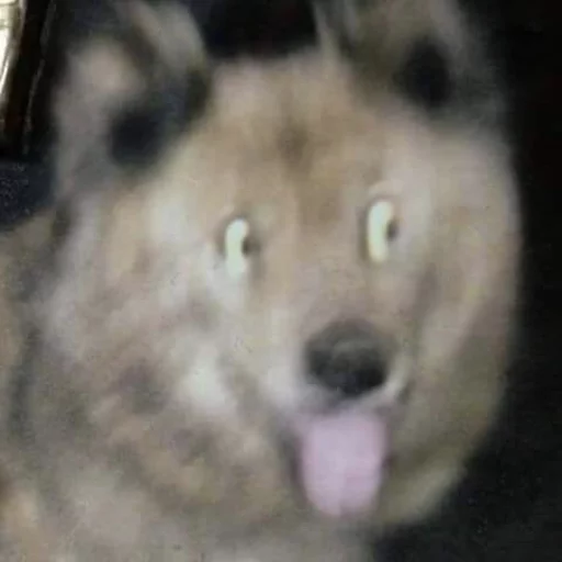 Sticker animalsaregoingtoeaturbrain - 1