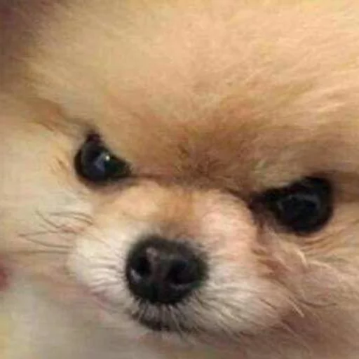 Стикер animalsaregoingtoeaturbrain - 1