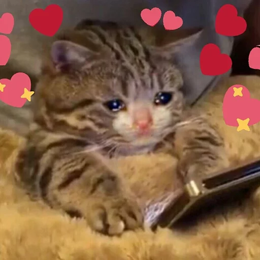 cat mammal small to medium-sized cats