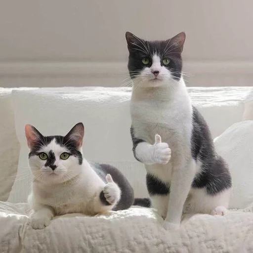 cat domestic cat small to medium-sized cats