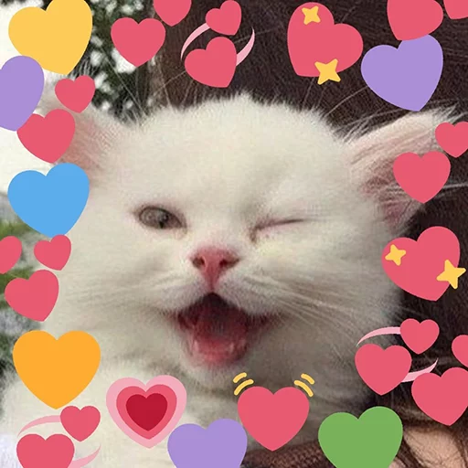 mammal animal small to medium-sized cats