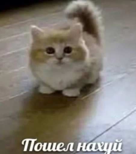 Стикер animalsfromceasel - 1