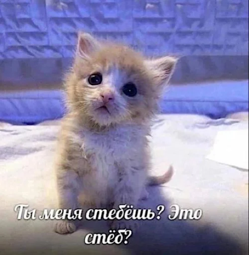 Стикер animalsfromceasel - 1