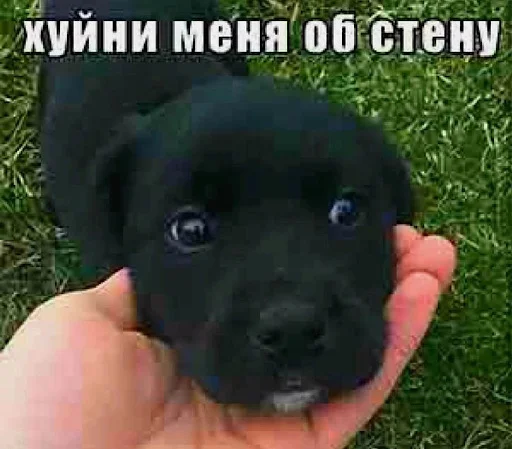 Стикер animalsfromceasel - 1