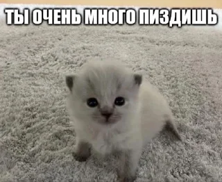 Sticker ебучие животные @ceaselstick - 3