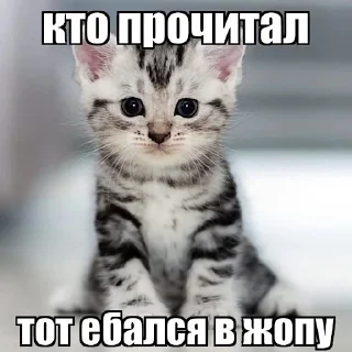 Sticker ебучие животные @ceaselstick - 6