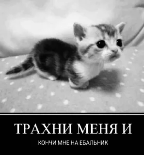 Sticker ебучие животные @ceaselstick - 11