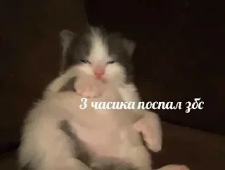 Sticker ебучие животные @ceaselstick - 9