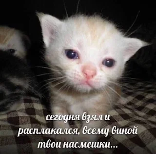 Sticker ебучие животные @ceaselstick - 7