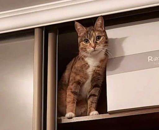 small to medium-sized cats indoor felidae