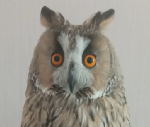 animal bird bird of prey