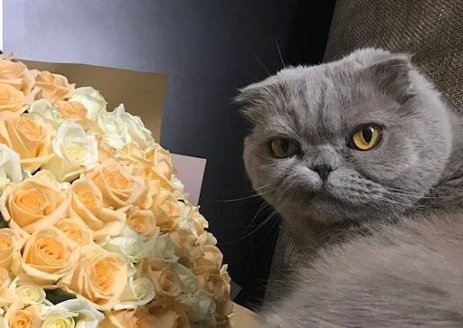 indoor small to medium-sized cats felidae