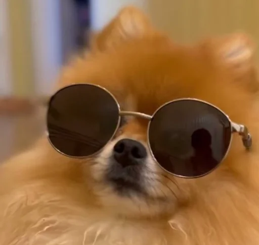 goggles animal eyewear