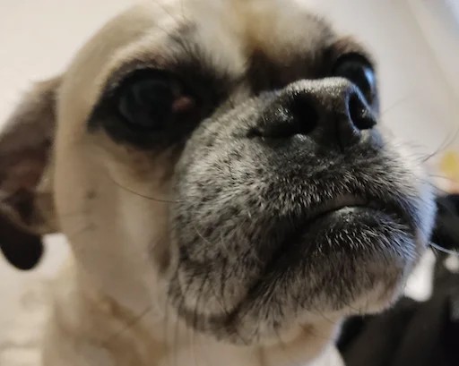 animal mammal dog breed