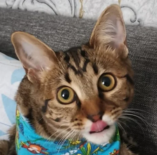 cat animal small to medium-sized cats