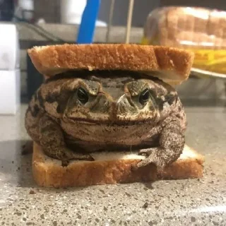 Стикер Лягухи от @frogs_anime - 4