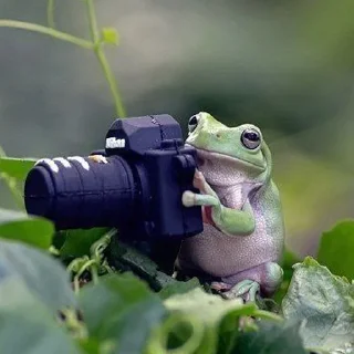 Стикер Лягухи от @frogs_anime - 2