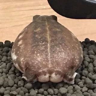 Стикер Лягухи от @frogs_anime - 11