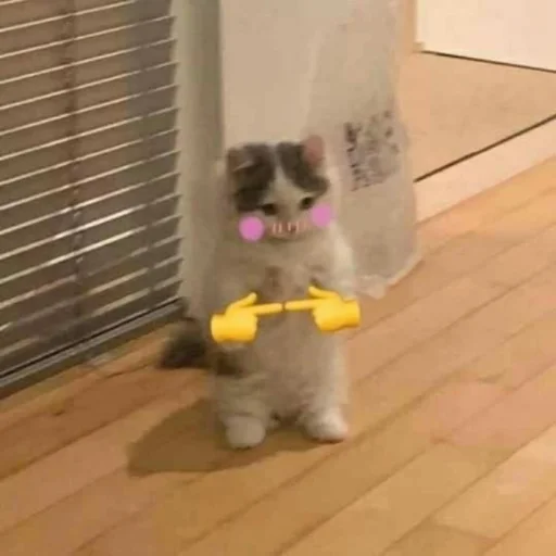 комнатный этаж домашнее животное