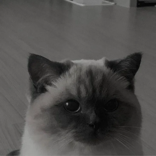 𝔇𝔞𝔷𝔞𝔦 𝔒𝔰𝔞𝔪𝔲 :: @fStikBot - иллюстрация