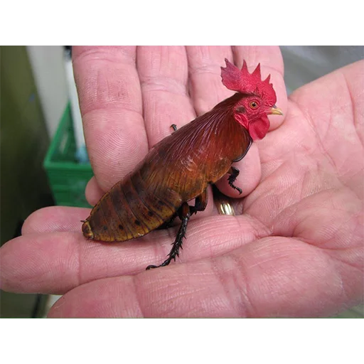 red animal invertebrate