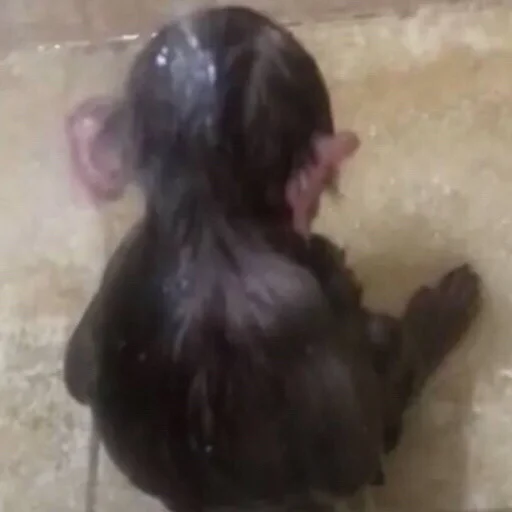 MONKEYS BY @bambinaaaaa - 