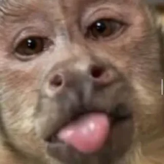 Sticker MONKEYS BY @bambinaaaaa - 7