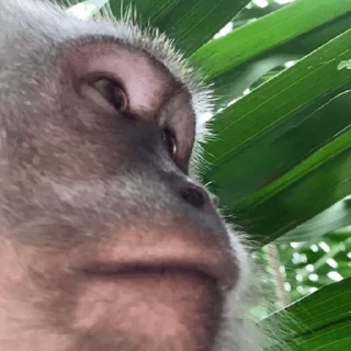 Sticker MONKEYS BY @bambinaaaaa - 11