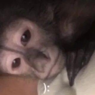 Sticker MONKEYS BY @bambinaaaaa - 1