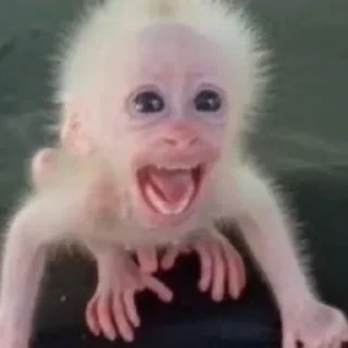 Sticker MONKEYS BY @bambinaaaaa - 8