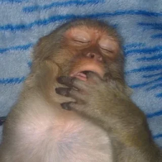 Sticker MONKEYS BY @bambinaaaaa - 3