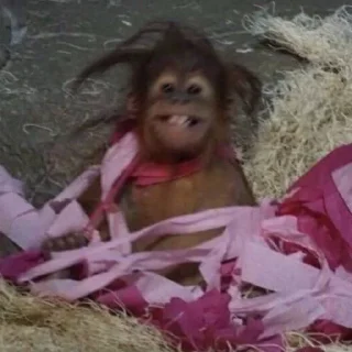 Sticker MONKEYS BY @bambinaaaaa - 0