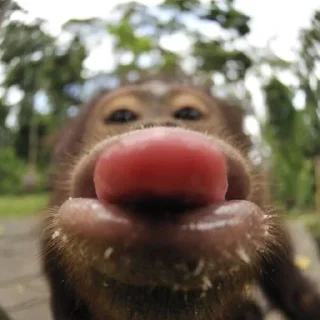 Sticker MONKEYS BY @bambinaaaaa - 4