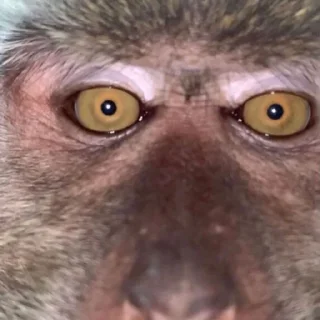 Sticker MONKEYS BY @bambinaaaaa - 9