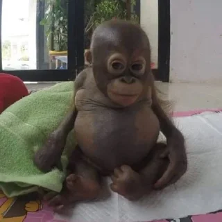 Sticker MONKEYS BY @bambinaaaaa - 6