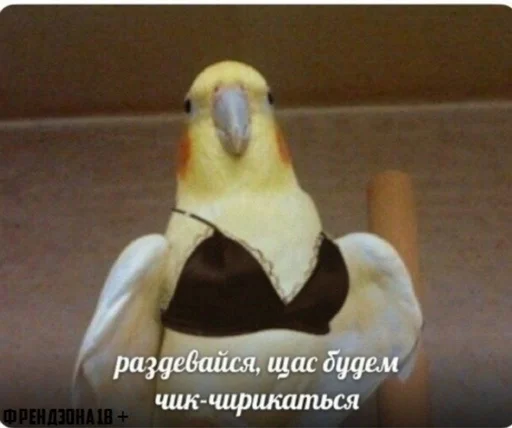 животное птица клюв