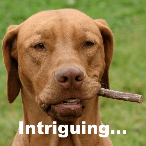 dog breed grass mammal